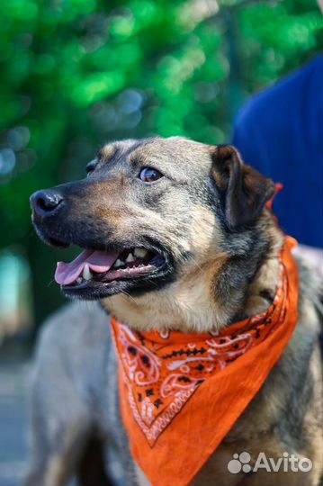 Собака в добрые руки отдам бесплатно