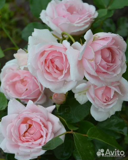 Розы на заказ