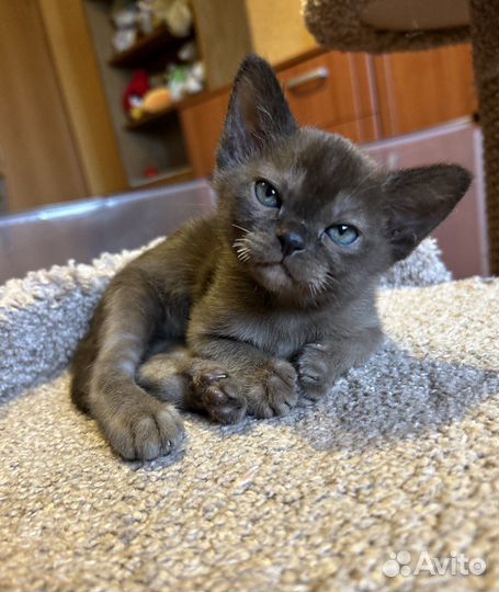 Европейская бурма