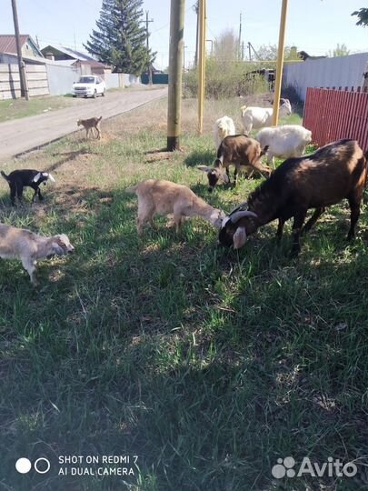 Нубийский козел