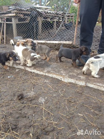 Метис кане-корсо