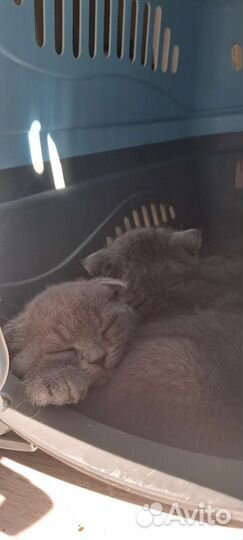 Британские котята