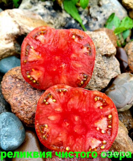 Семена коллекционных томатов