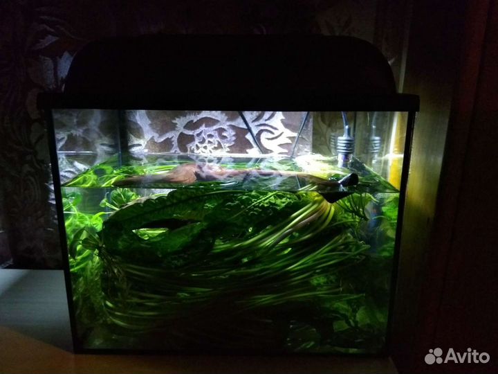 Криптокорина Апоногетонолистная(гиганская)