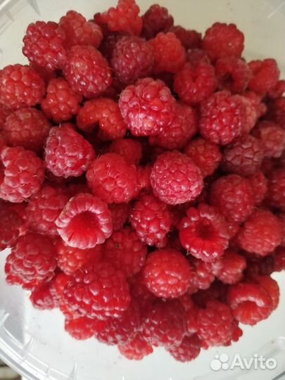 Саженцы вишни, малины