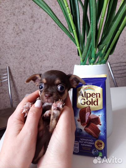 Щенки чихуахуа мини
