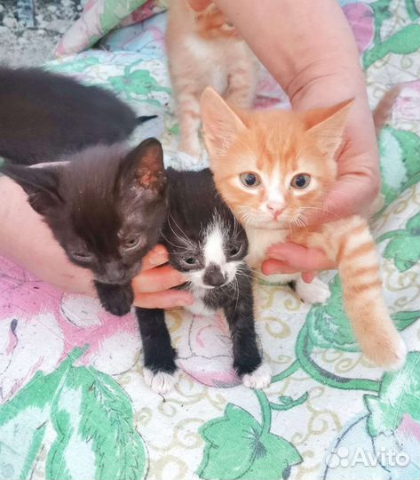 Котята в добрые руки