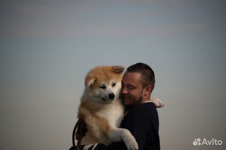 Дрессировка собак - Подготовка к нормативам