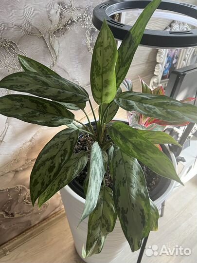 Алоказия сильвер квин