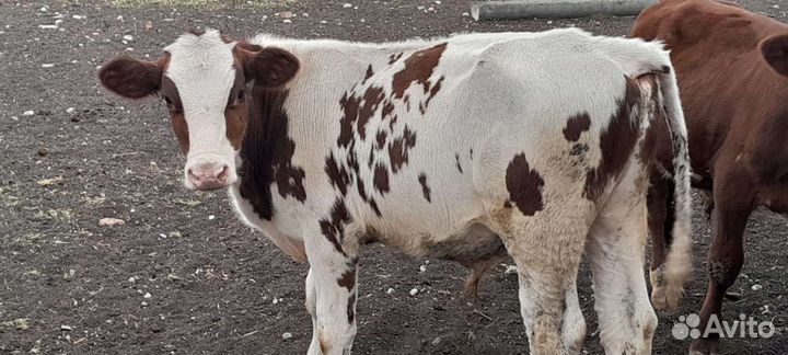 Скотина Домашняя