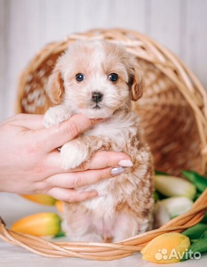 Девчонки мальтипу