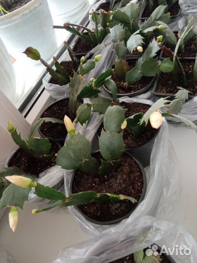 Декабристы