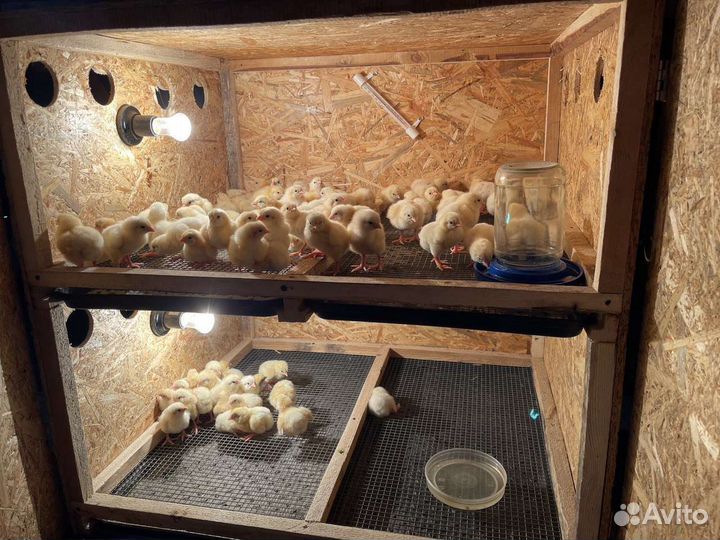 Цыплята бройлеры суточные