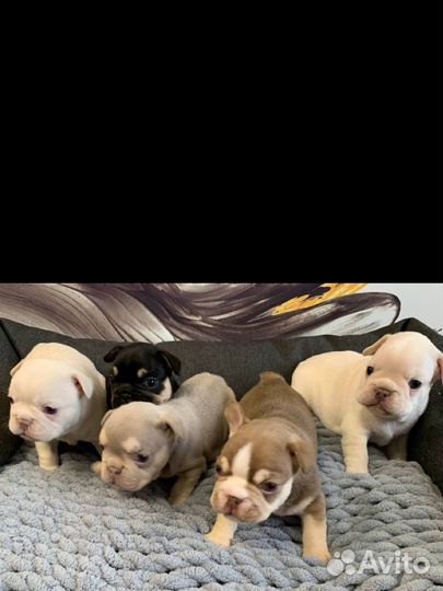 Щенки эксклюзивчики