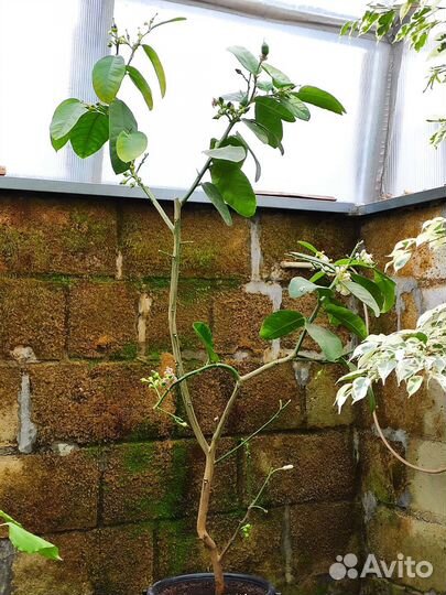 Мандарины, апельсины, лимоны