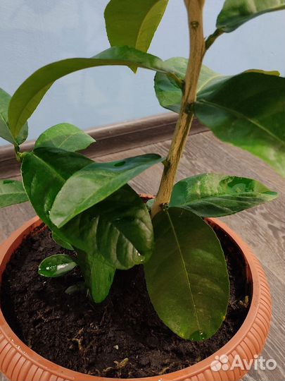 Цветущий лимон Пандероза. Плодоносящее лимонное