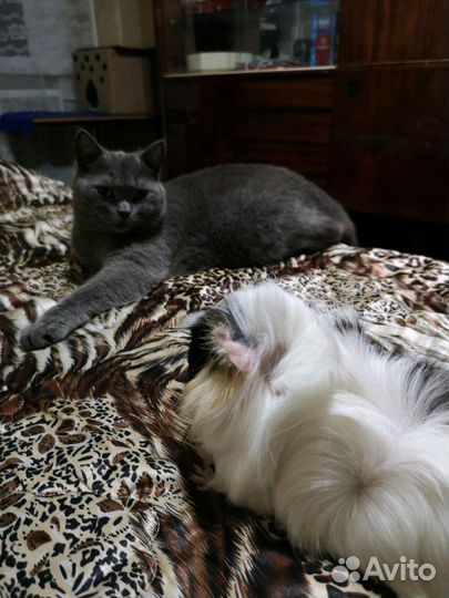 Безопасная передержка животных