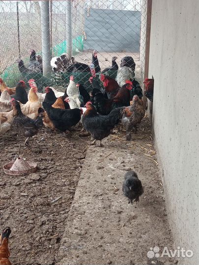 Куры домашние