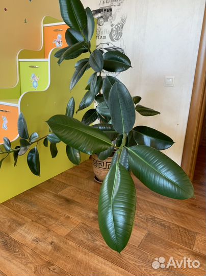 Комнатные цветы