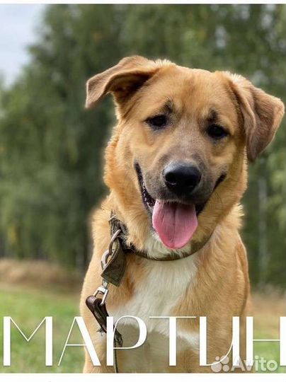 Большой и добрый мишка