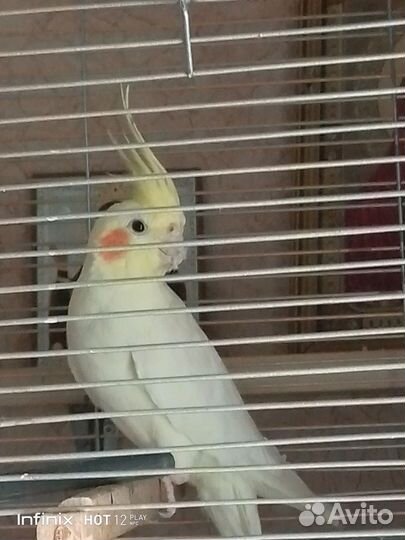 Попугай корелла с клеткой