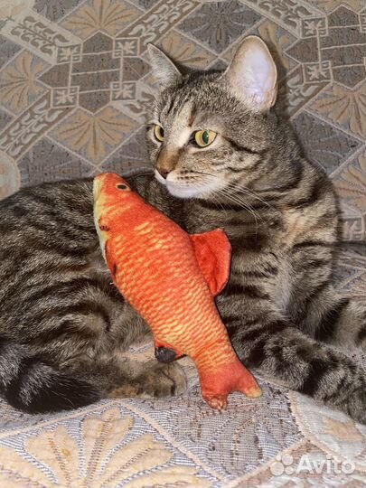 Игрушки для кошек