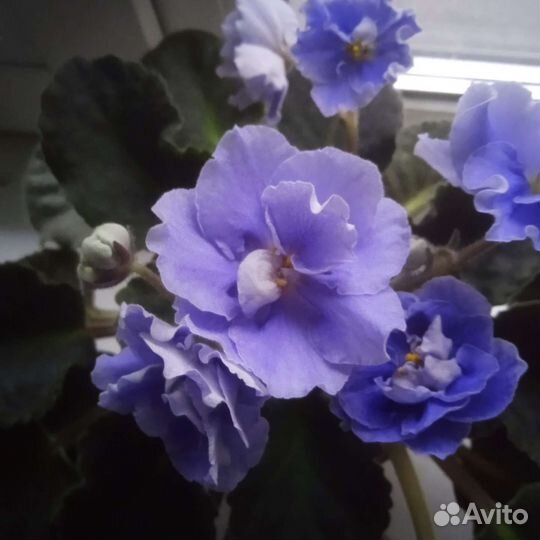 Фиалка сортовая