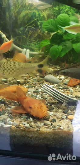 Анциструс super рэд