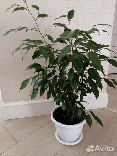 Фикус бенджамина Даниэль