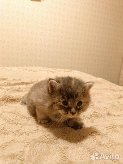 Курильский бобтейл