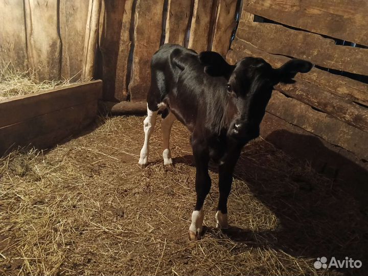 Телята, телочка