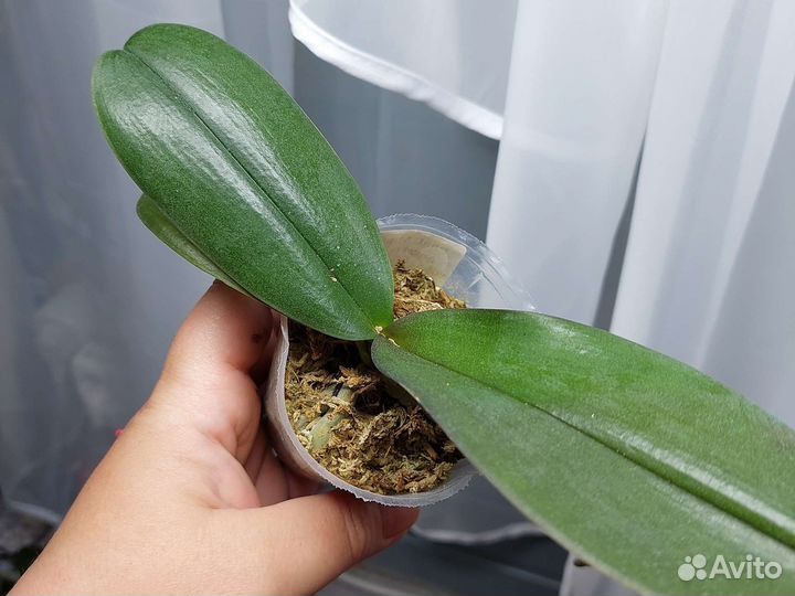 Phal.Miki Black Angel (variation)