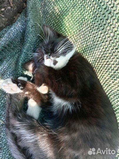 Кошки в добрые руки бесплатно