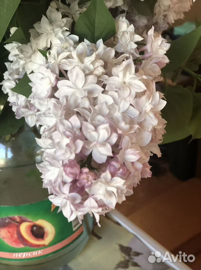 Сирень Красавица Москвы