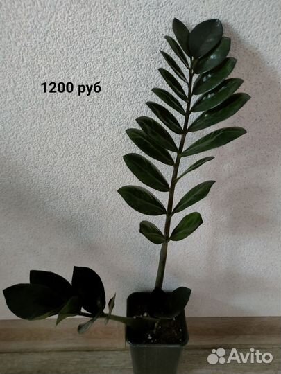 Замиокулькас Черный Равен