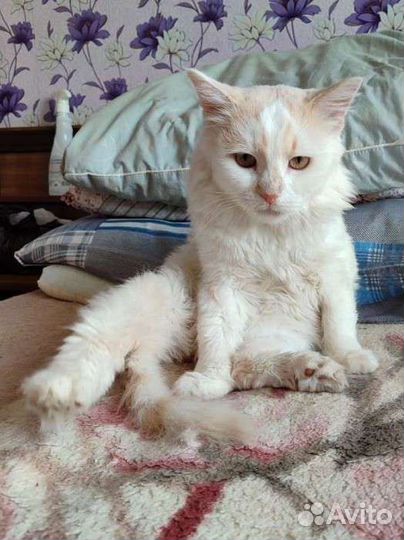 Котик, спасённый с улицы в добрые руки