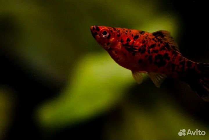 Аквариумные рыбки, гуппи и меченосцы