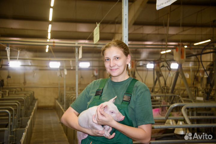 Воспитатель поросят (Курск)