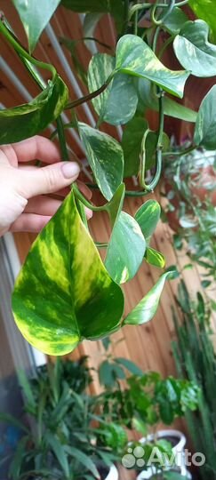 Обмен/продажа растений