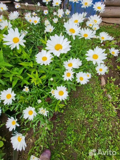 Ромашка садовая саженцы