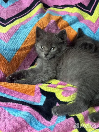 Британские котята