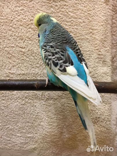 Волнистые попугаи и чехи, Кореллы