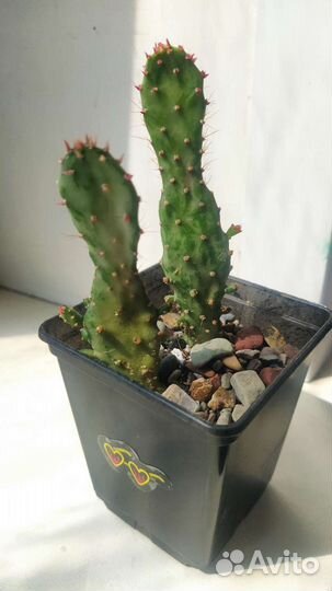 Кактусы и суккуленты