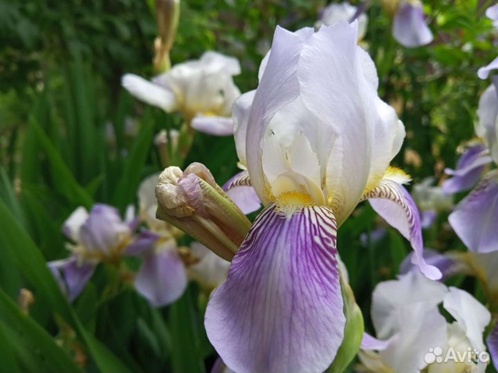 Цветы ирисы