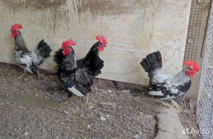 Куры декоративные