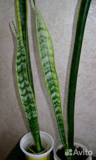 Сансевьеры,кактусы