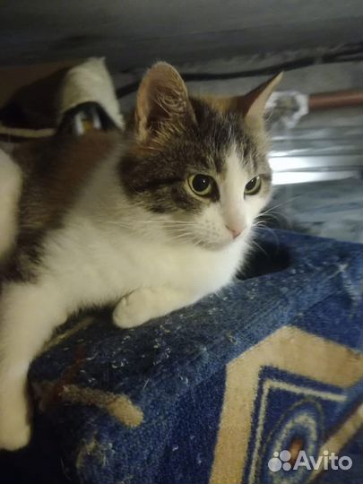 Кошкав добрые руки