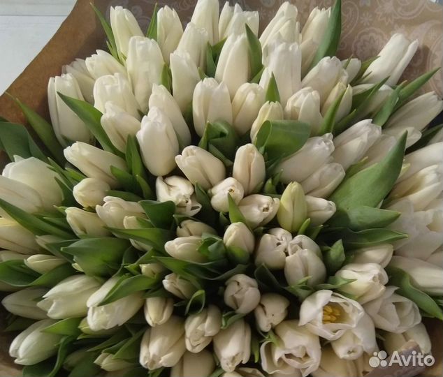 Крупные Тюльпаны Букеты 101 Тюльпан Доставка