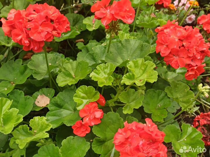 Королевская пеларгония