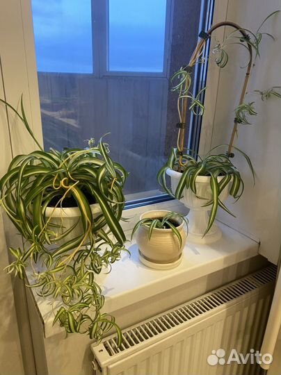 Хлорофитум Бони (кудрявый) отростки